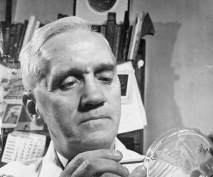 Alexander Fleming investigates the effect of penicillin on bacterial growth.