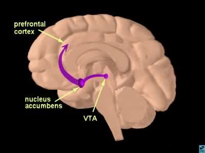 Brain's reward pathway. Image credit: CUNY.
