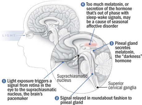 hsph_scheme-of-retina-to-melatonin