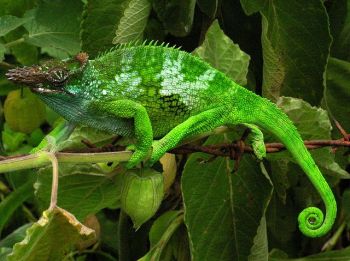 640px-Chameleon_-_Tanzania_-_Usambara_Mountains