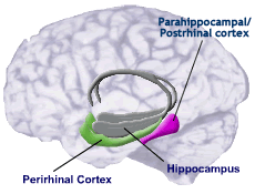 perirhinal-cortex
