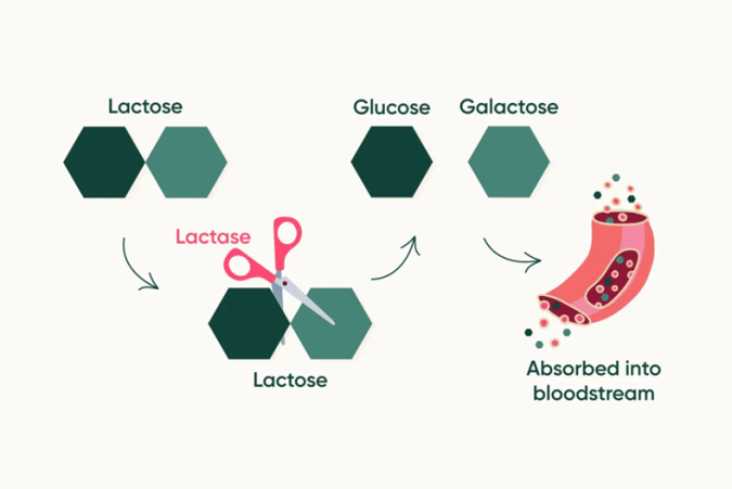 Got Milk? The Science Underlying Lactose Intolerance | Lions Talk Science
