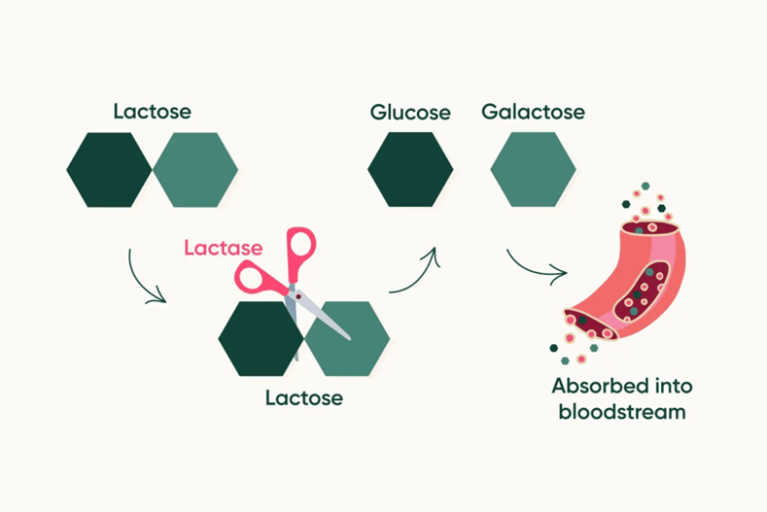 Got Milk? The Science Underlying Lactose Intolerance | Lions Talk Science